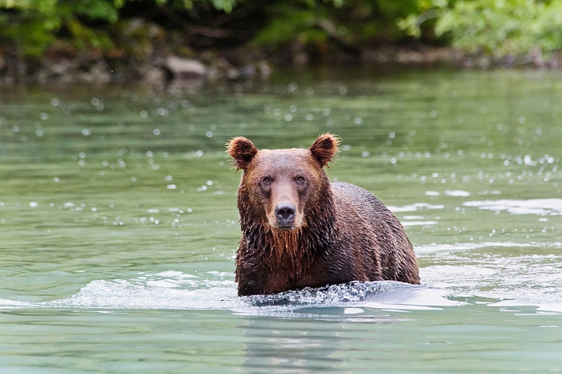 Alaska Wildlife-29.JPG
